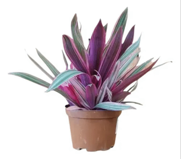 VASO ABACAXI ROXO P11 (TRANDES.SPATHACEA)